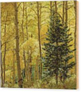 Evergreen In The Aspen Grove Wood Print