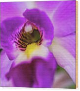 Exotic Orchid 07 Wood Print