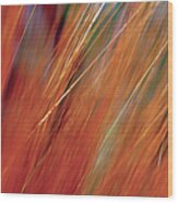 Extreme Close-up Of Wheat Growing In Wood Print