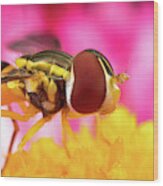 Extreme Hoverfly Wood Print