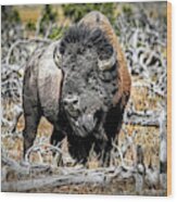 Eye Of The Buffalo Wood Print