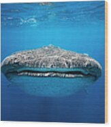 Face To Face With A Whale Shark Wood Print