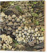 Fairies Bonnet Mushrooms Coprinus Wood Print