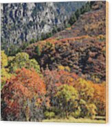 Fall Colored Oaks In Avalanche Creek Canyon Wood Print