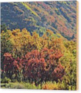Fall Colors Along Avalanche Creek Road Wood Print