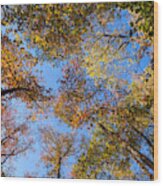 Fall Leaves Wood Print
