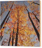 Fall Trees Sky Wood Print