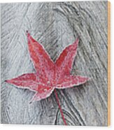 Fallen Red Maple Anser Leaf Wood Print