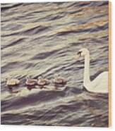 Family Of Swans Wood Print
