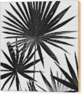 Fan Palm Leaves Jungle #4 #tropical #decor #art Wood Print