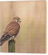 Female Common Kestrel Wood Print