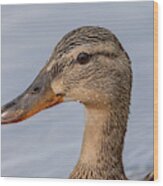 Female Mallard Portrait Wood Print