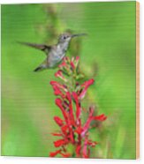 Female Ruby-throated Hummingbird Dsb0316 Wood Print