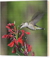 Female Ruby-throated Hummingbird Dsb0319 Wood Print