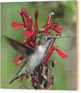 Female Ruby-throated Hummingbird Dsb0325 Wood Print