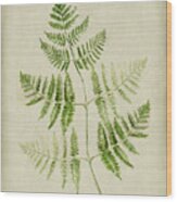 Fern 4 Wood Print