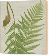 Fern Trio I Wood Print