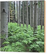 Ferns In An Aspen Grove Wood Print