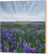 Field Of Lupines Wood Print