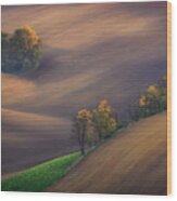 Fields Of South Moravia Wood Print