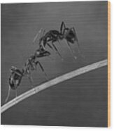 Fighting Ants Wood Print
