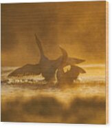 Fighting Red-throated Divers Wood Print