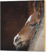 Filly Wood Print