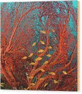 Fire Coral And Sea Goldies Wood Print