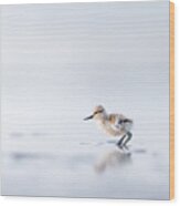 First Sunrise For New Born Pied Avocet Wood Print