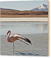 Flamingo In Water With Mountain Behind Wood Print