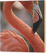 Flamingo Portrait Wood Print