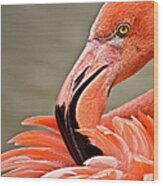 Flamingo Preening Wood Print