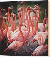 Flamingos Wood Print