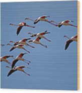 Flamingos, Skeleton Coast, Namibia Wood Print