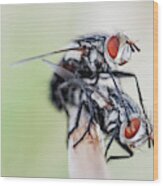 Flies Mating Wood Print