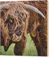 Flies On A Highland Cow - Scotland Wood Print