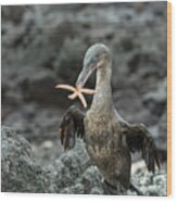 Flightless Cormorant Carrying Seastar Wood Print