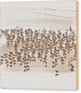 Flock Of Seagulls On Sandy Beach Wood Print