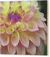 Dahlia Fantasy Wood Print