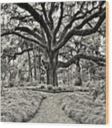 Florida Tree Wood Print