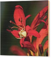 Flower Spider On Crocosmia Wood Print