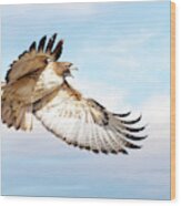 Flying Red-tailed Hawk Wood Print
