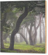 Fog Forest Wood Print