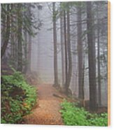 Footpath Through Forest In Fog Wood Print