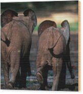 Forest Elephant Loxodonta Africana Wood Print