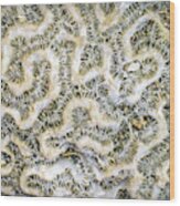 Fossilized Brain Coral Wood Print