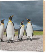 Four King Penguins, Falklands Wood Print