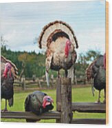 Four Turkeys Sitting On A Wooden Fence Wood Print