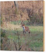 Fox In The Wild Wood Print