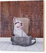 French Bulldog Puppy Inside An Old Wood Print